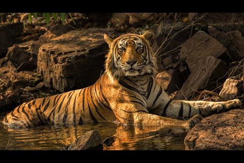 tiger7-andrew-james